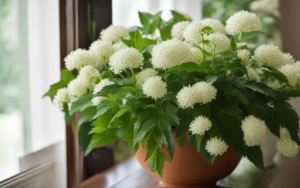 le lys de paix le lys de paix